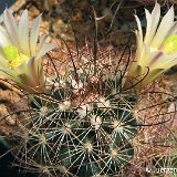 Mammillaria carretii ©Juergen Menzel.JPG